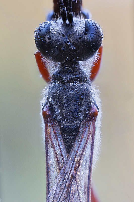 Sphecidae: Ammophila quale? A. heydeni heydeni, maschio.
